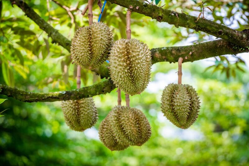 Sejarah Dunia Durian: Ditemukan di Mana dan Kenapa Disebut Durian